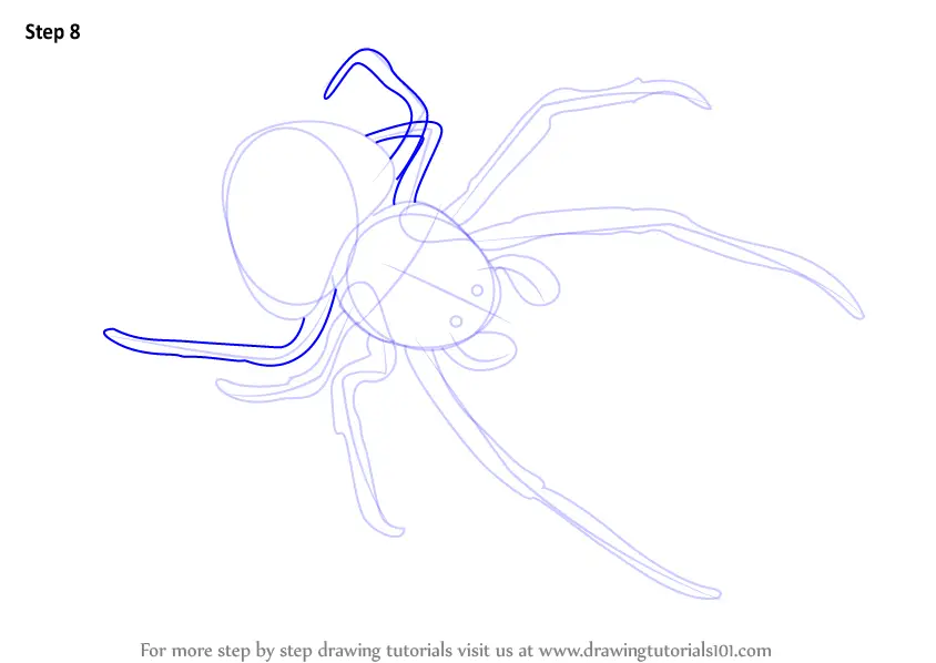 Step by Step How to Draw a Bolas Spider : DrawingTutorials101.com