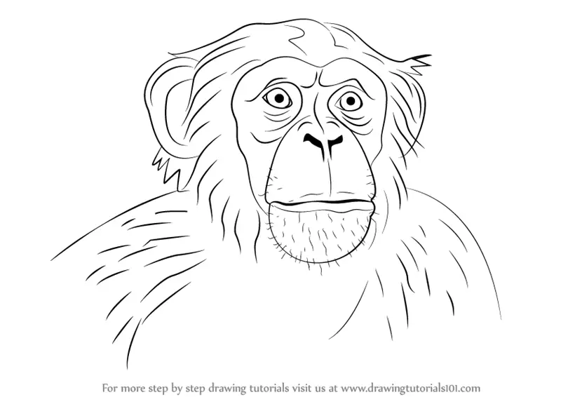 chimpanzee face coloring pages