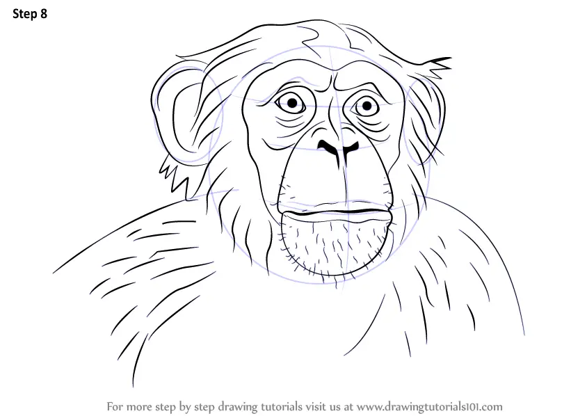 Learn How to Draw Chimpanzee Face (Other Animals) Step by Step