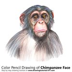 How to Draw Chimpanzee Face
