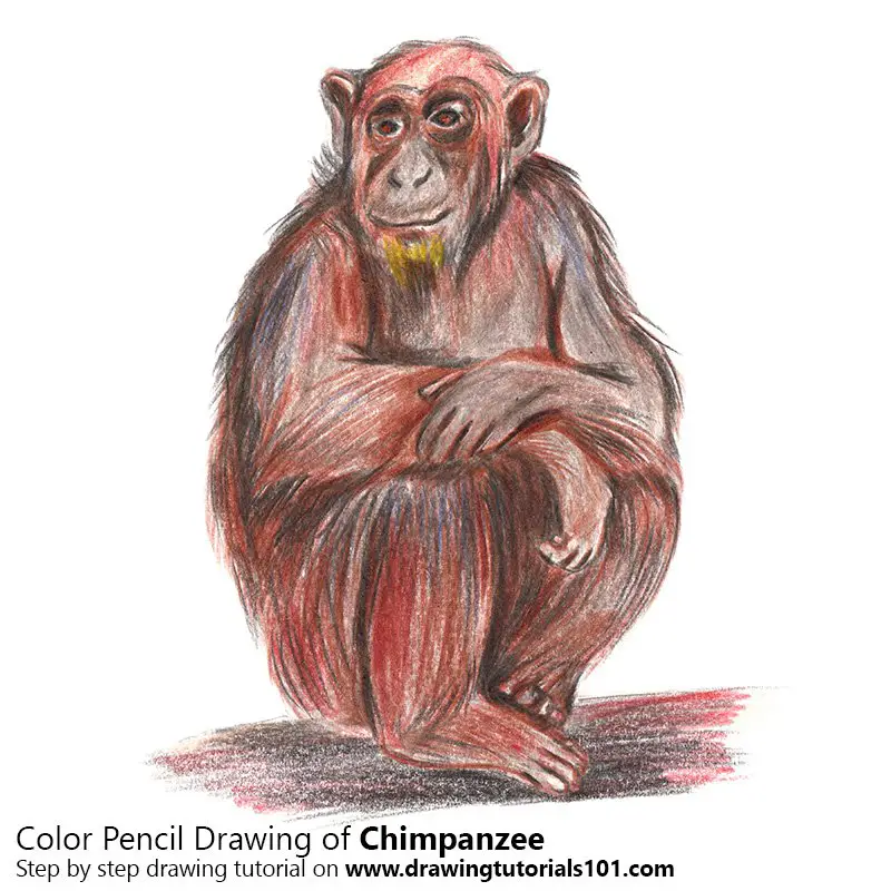 Chimpanzee Color Pencil Drawing