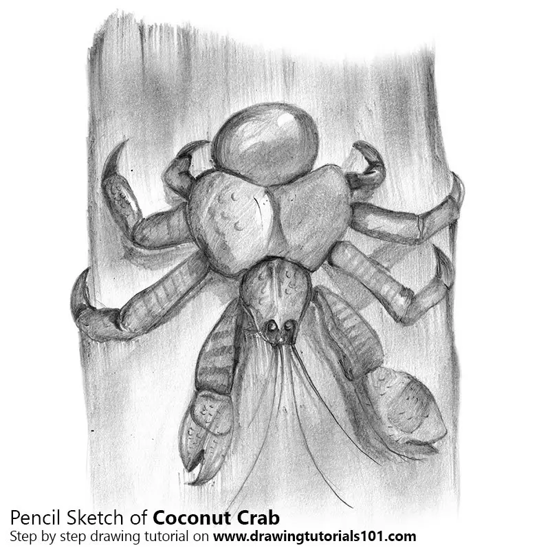 Pencil Sketch of Coconut Crab - Pencil Drawing