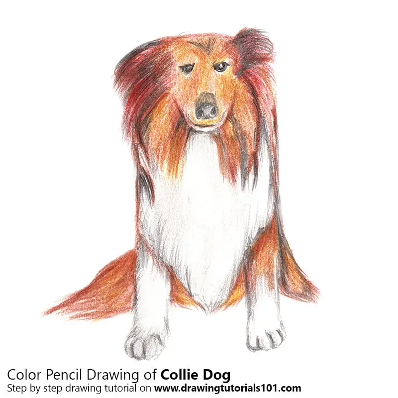 Collie Dog Color Pencil Drawing