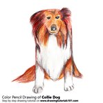 How to Draw a Collie Dog
