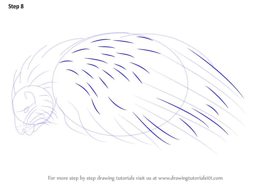 Download Step by Step How to Draw a Crested Porcupine : DrawingTutorials101.com