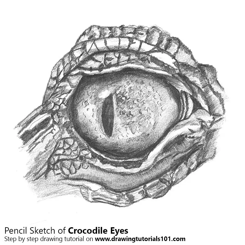 Pencil Sketch of Crocodile Eyes - Pencil Drawing