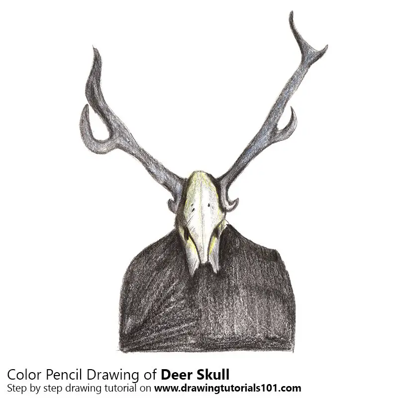 Deer Skull Color Pencil Drawing