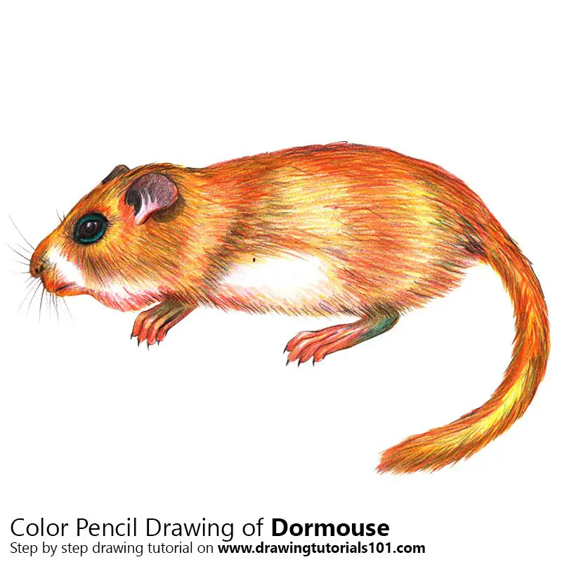 Dormouse Color Pencil Drawing