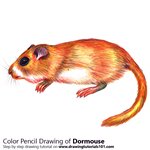 How to Draw a Dormouse