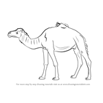 How to Draw a Dromedary Camel