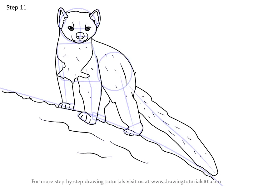 Learn How to Draw a European pine marten (Other Animals) Step by Step