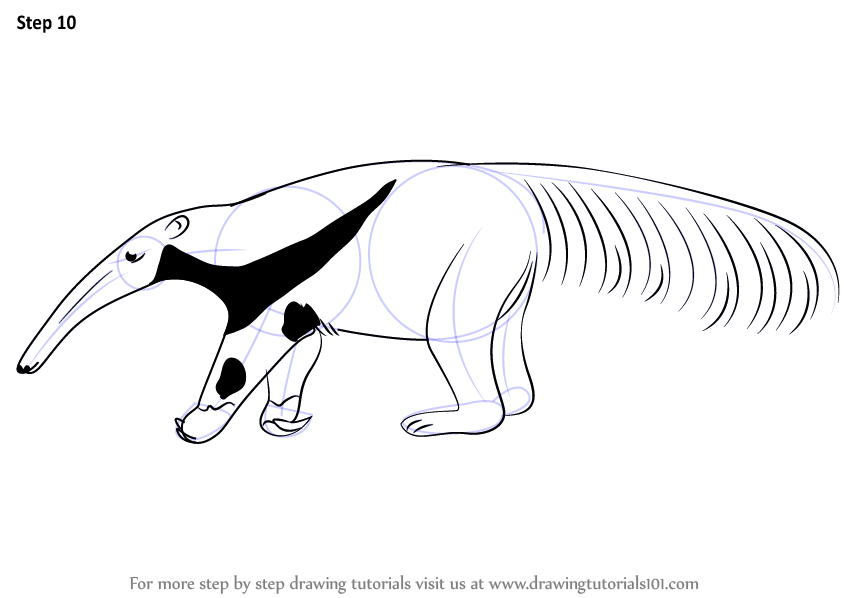 Learn How to Draw a Giant Anteater (Other Animals) Step by Step