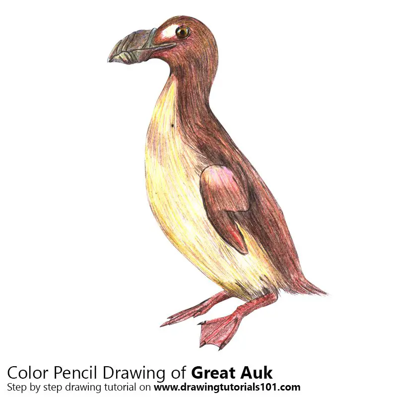 Great Auk Color Pencil Drawing