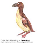How to Draw a Great Auk