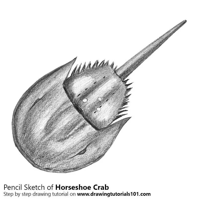 Pencil Sketch of Horseshoe Crab - Pencil Drawing