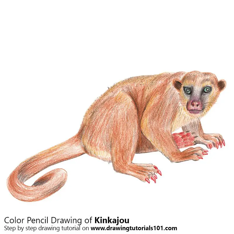 Kinkajou Color Pencil Drawing