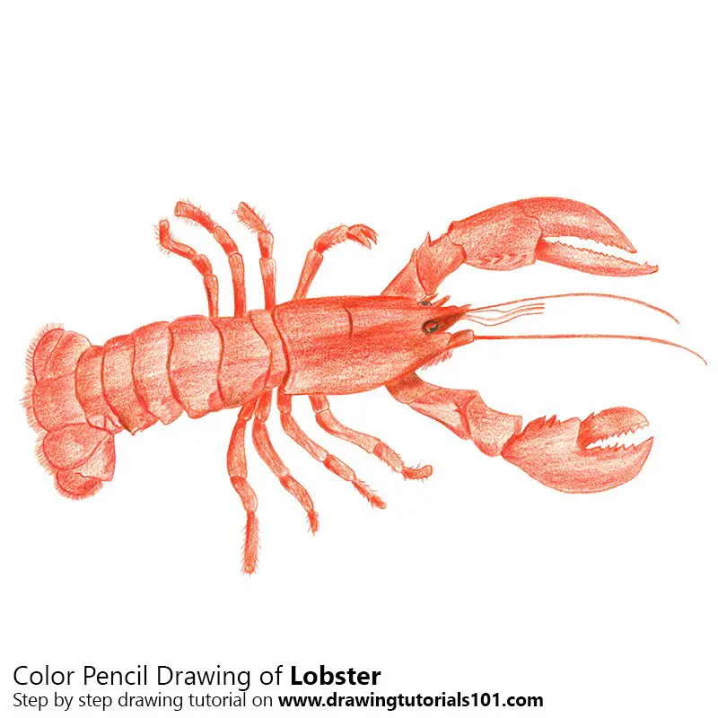 Lobster Color Pencil Drawing