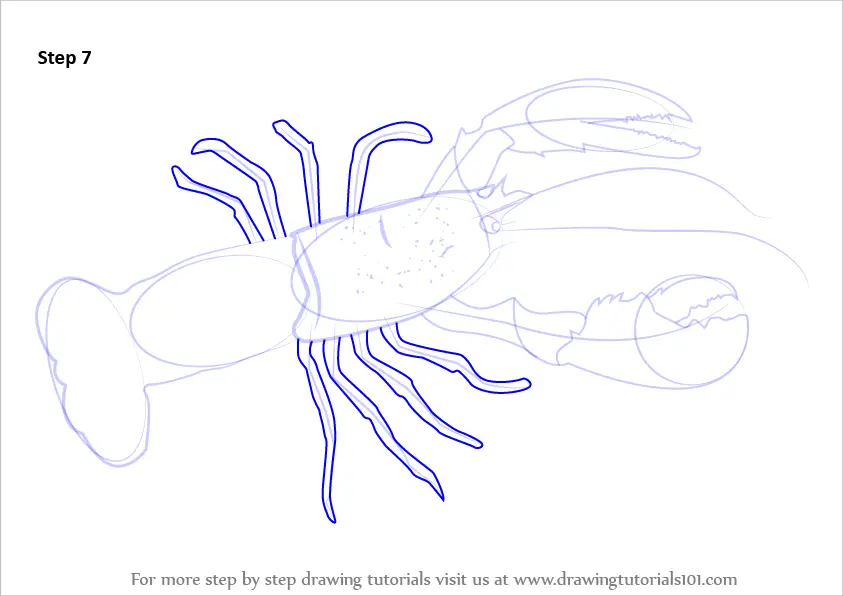 Step by Step How to Draw a Lobster
