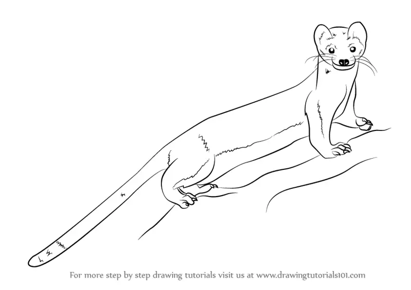 Step by Step How to Draw a LongTailed Weasel