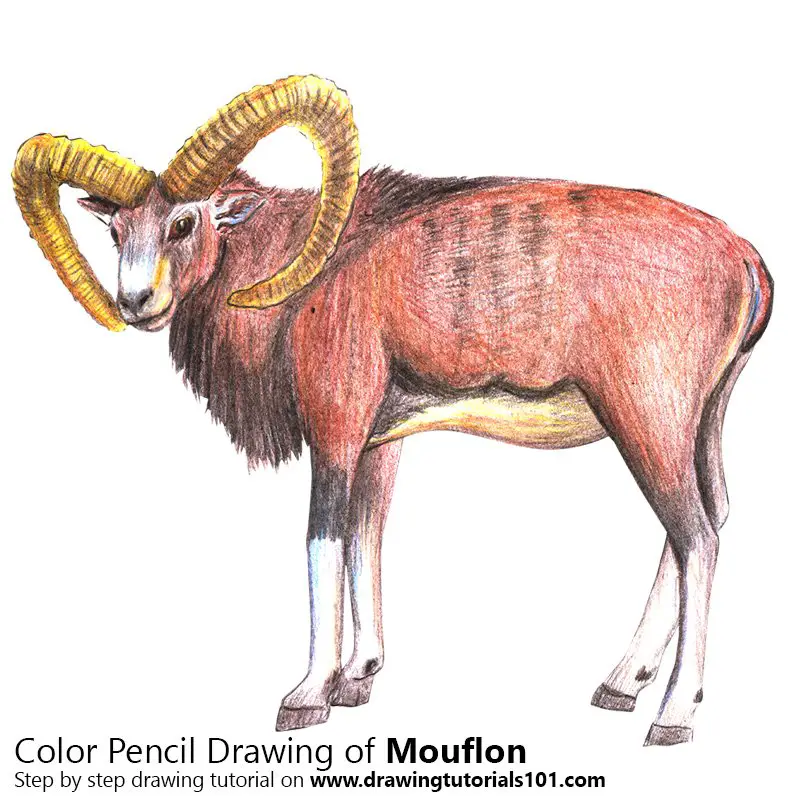Mouflon Color Pencil Drawing
