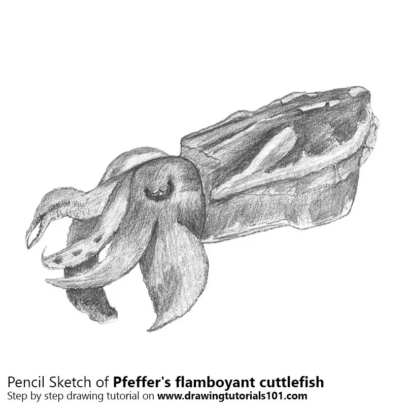 Pencil Sketch of Pfeffer's flamboyant cuttlefish - Pencil Drawing