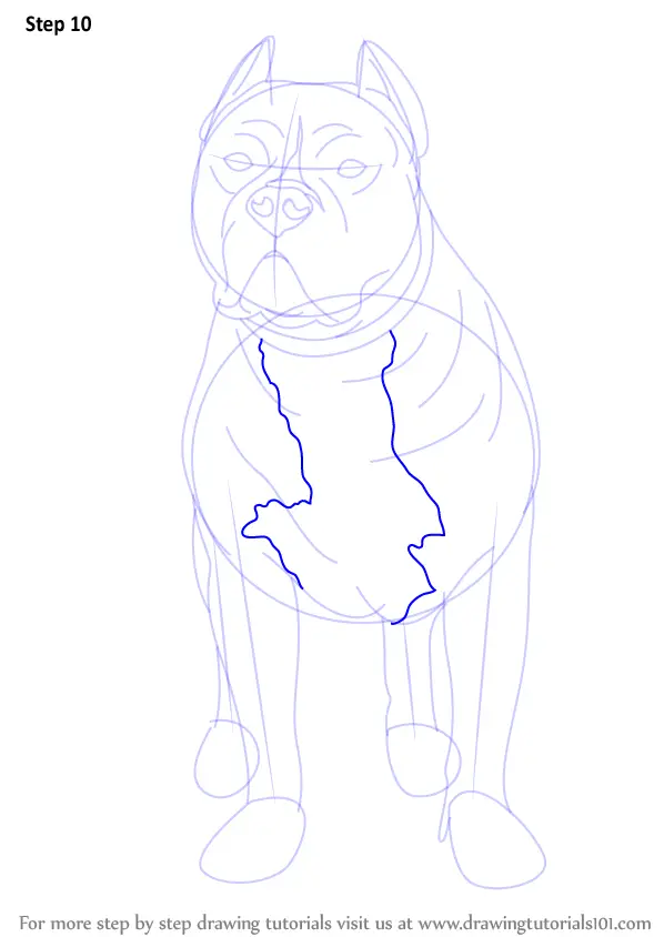 Step by Step How to Draw a Pitbull