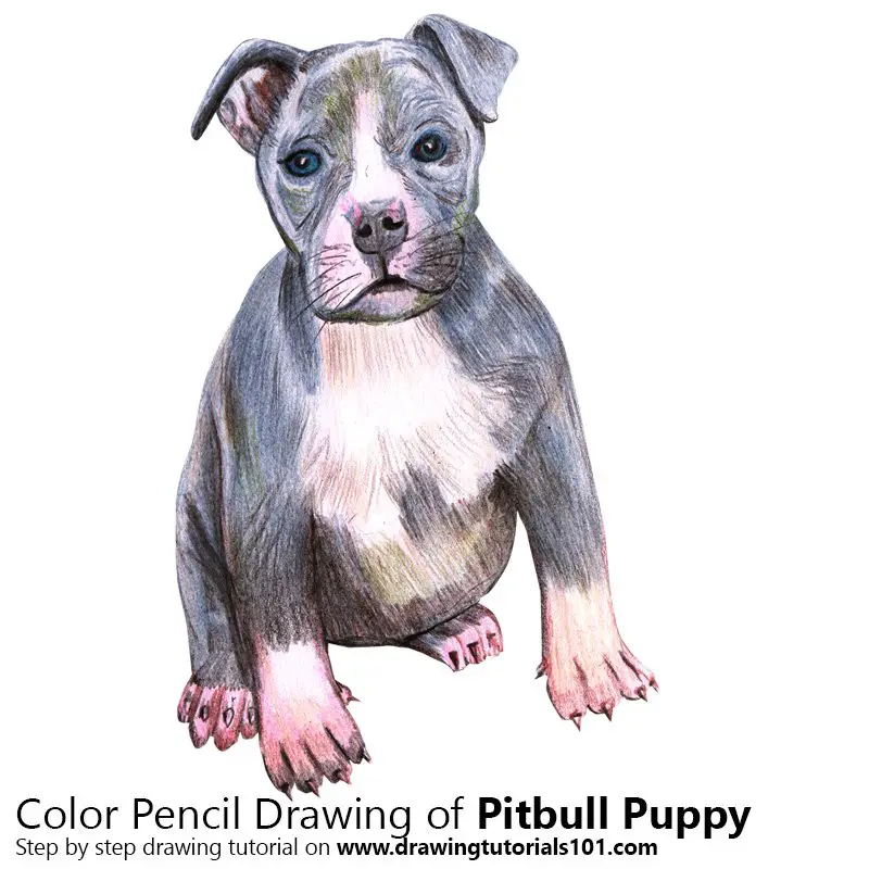Pitbull puppy Color Pencil Drawing