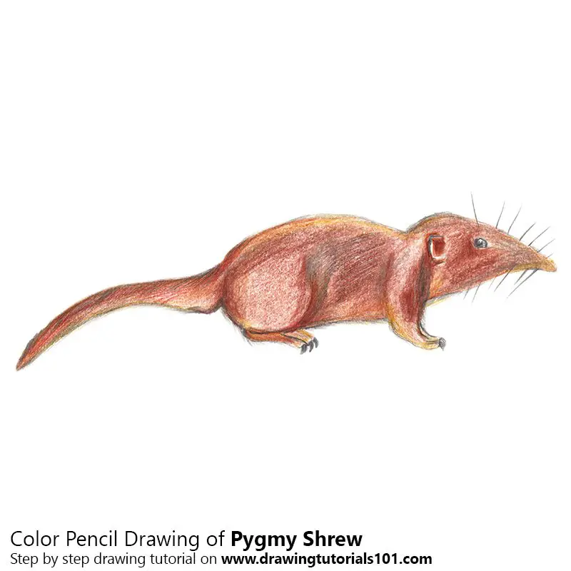 Pygmy Shrew Color Pencil Drawing