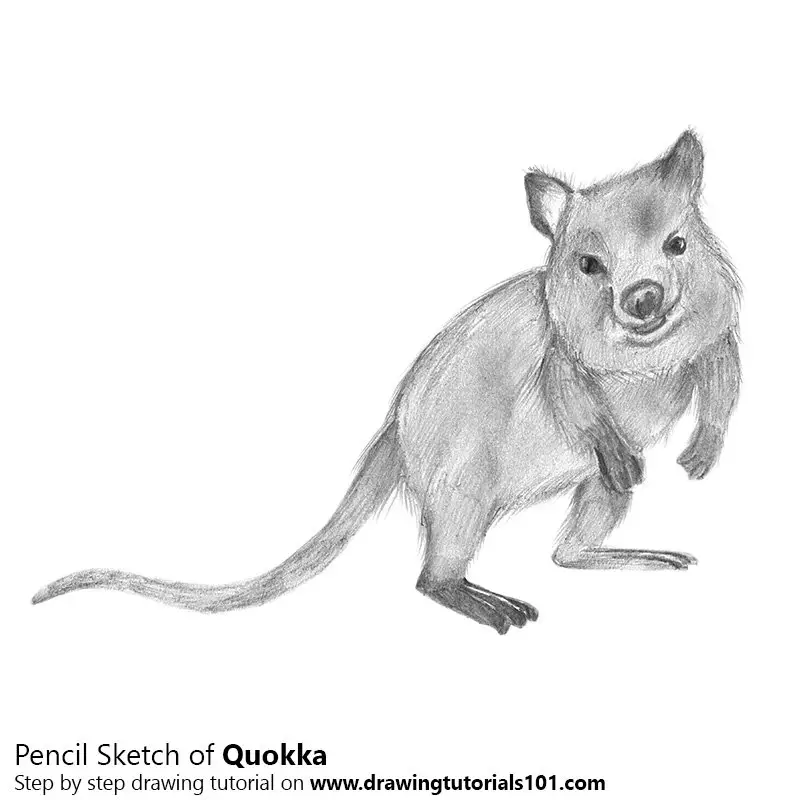 Quokka Pencil Drawing - How to Sketch Quokka using Pencils :  