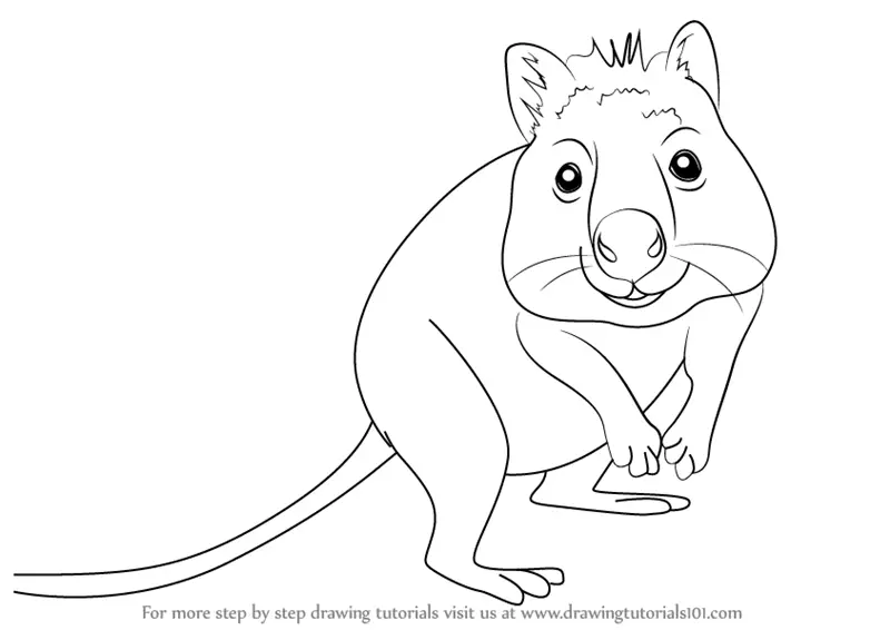 Step by Step How to Draw a Quokka