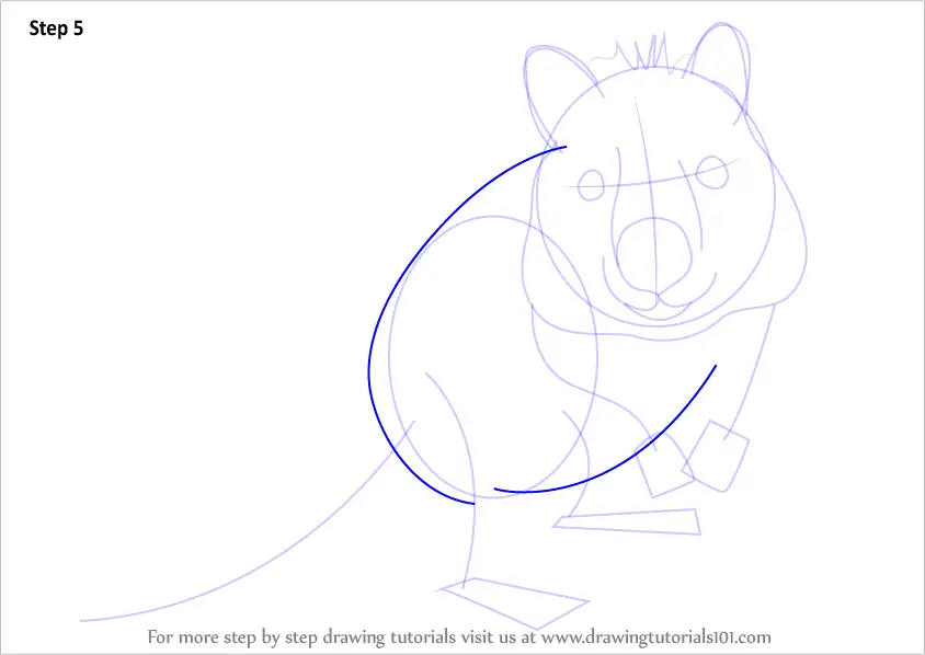 Step by Step How to Draw a Quokka