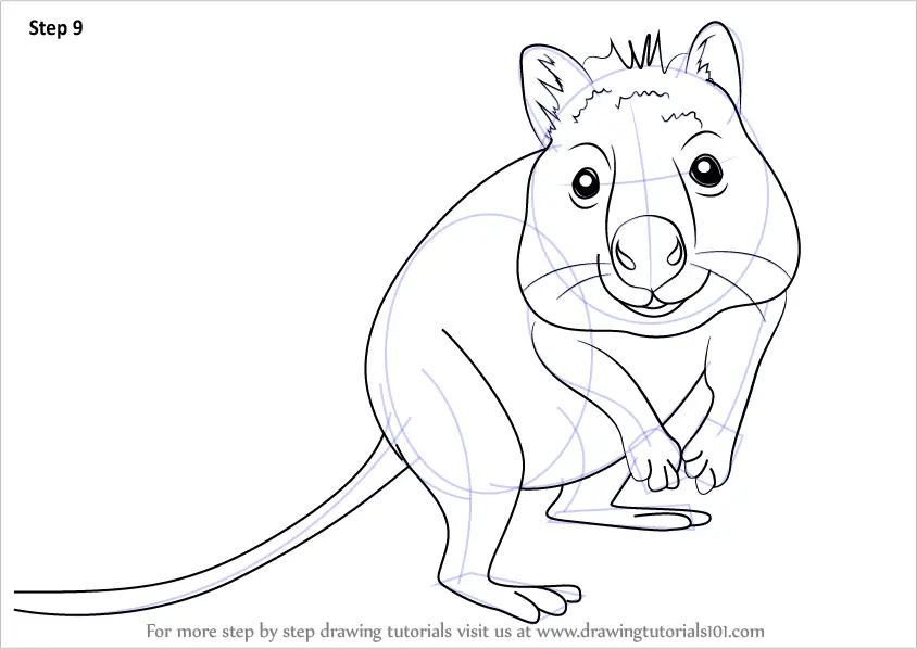 Learn How to Draw a Quokka (Other Animals) Step by Step Drawing Tutorials