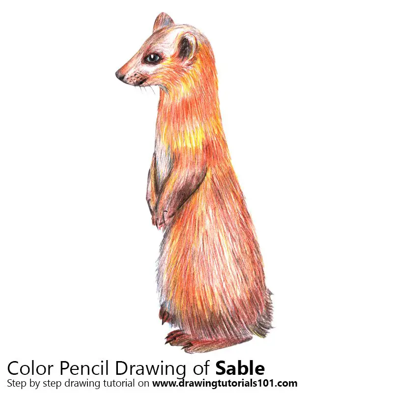 Sable Color Pencil Drawing