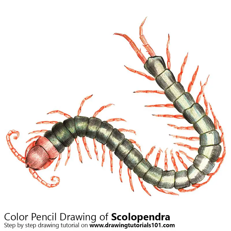 Scolopendra Color Pencil Drawing