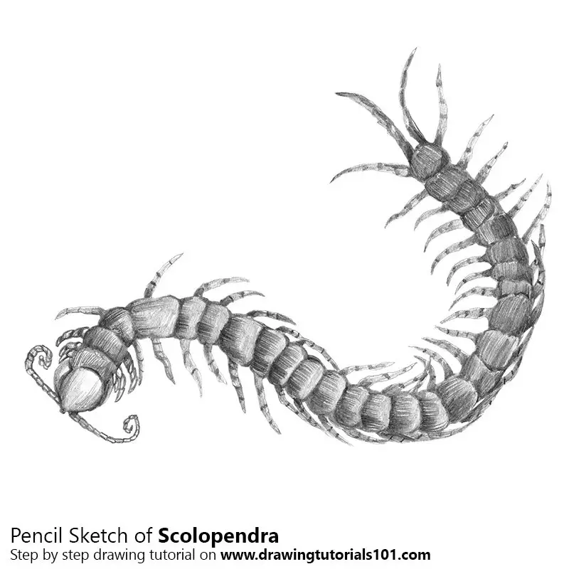 Pencil Sketch of Scolopendra - Pencil Drawing