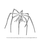 How to Draw a Sea-Spider