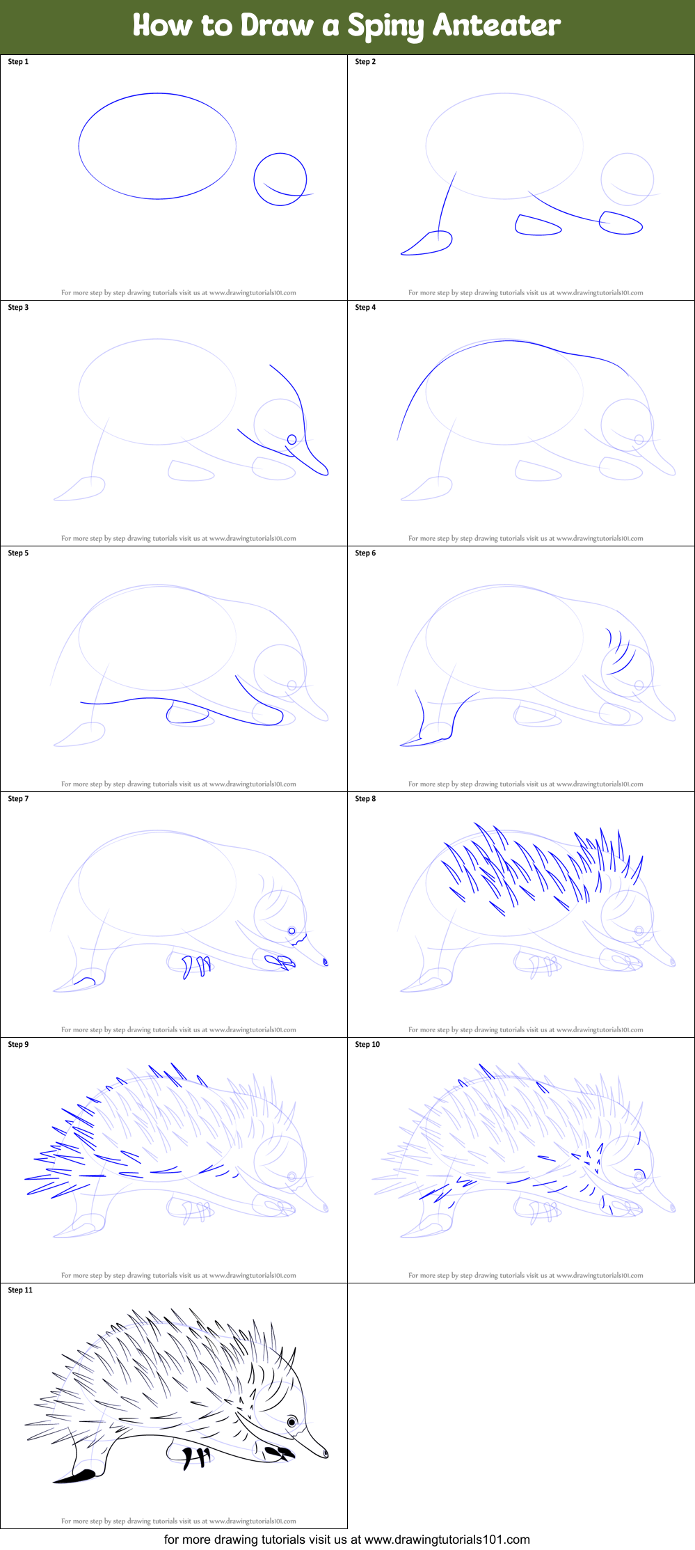 How to Draw a Spiny Anteater printable step by step drawing sheet ...