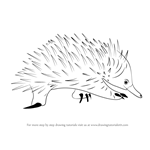 How to Draw a Spiny Anteater