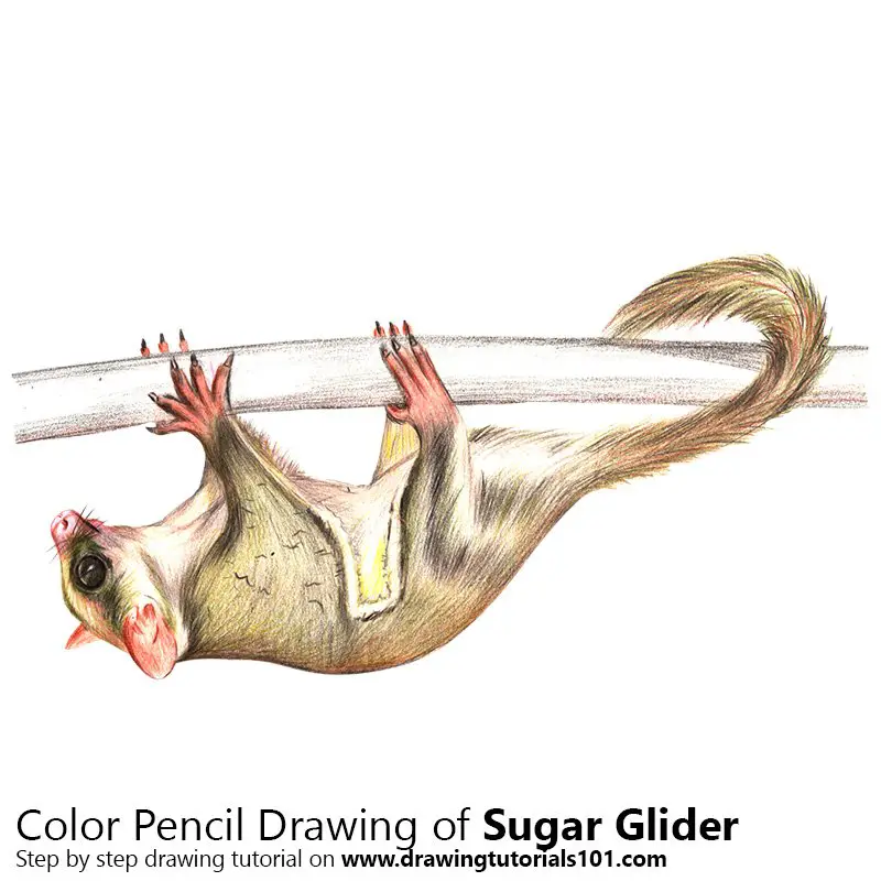 Sugar Glider Color Pencil Drawing