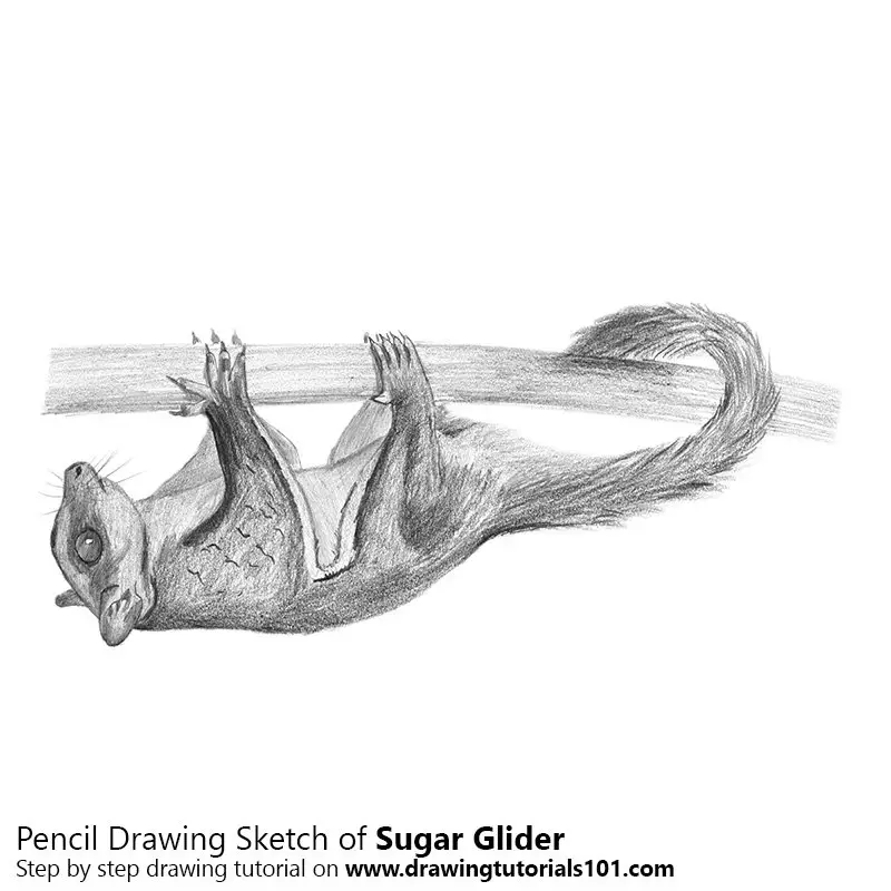 Pencil Sketch of Sugar Glider - Pencil Drawing