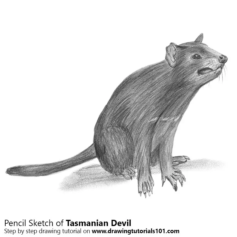 Pencil Sketch of Tasmanian devil - Pencil Drawing
