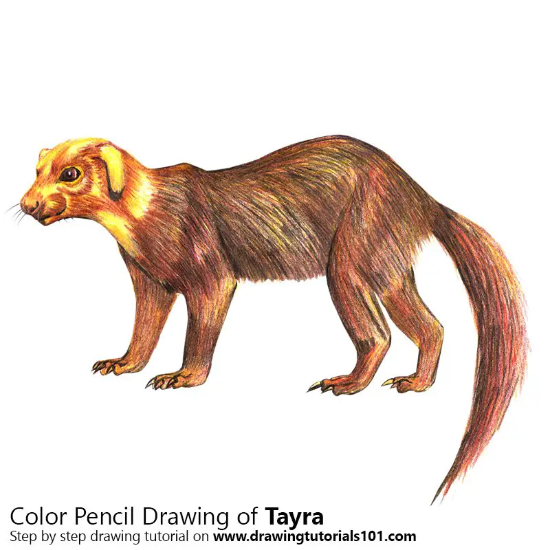 Tayra Color Pencil Drawing