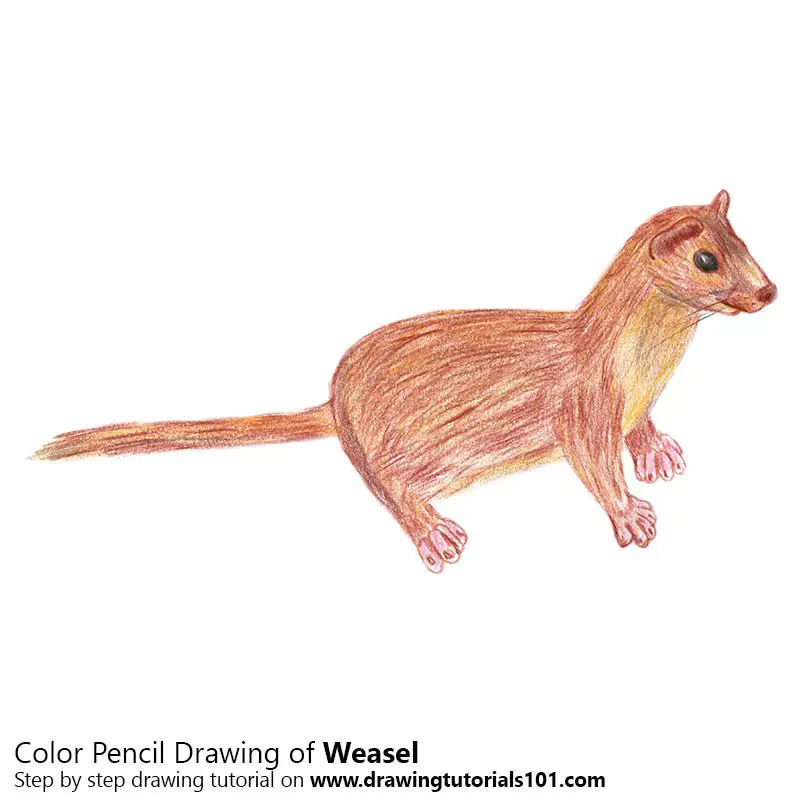Weasel Color Pencil Drawing
