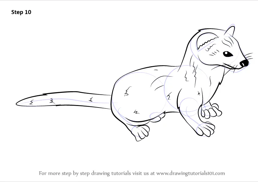 Step by Step How to Draw a Weasel