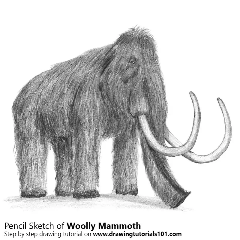 Pencil Sketch of Woolly mammoth - Pencil Drawing