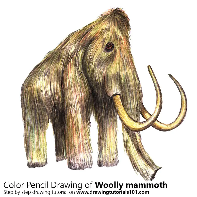 Woolly mammoth Color Pencil Drawing