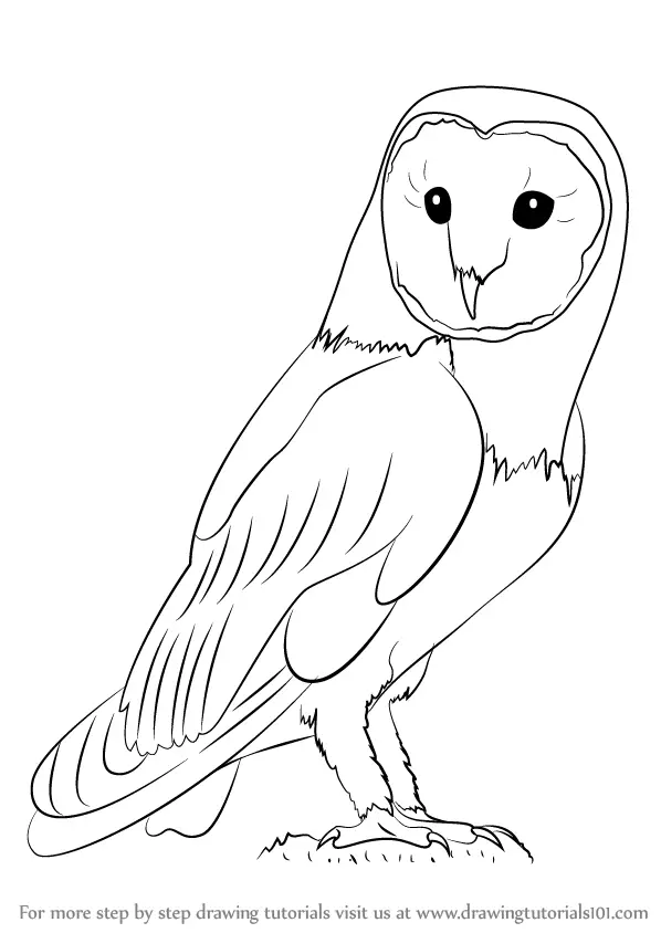 Learn How to Draw an Owl (Owls) Step by Step Drawing Tutorials