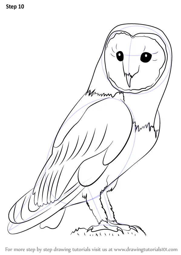 Learn How to Draw an Owl (Owls) Step by Step Drawing Tutorials