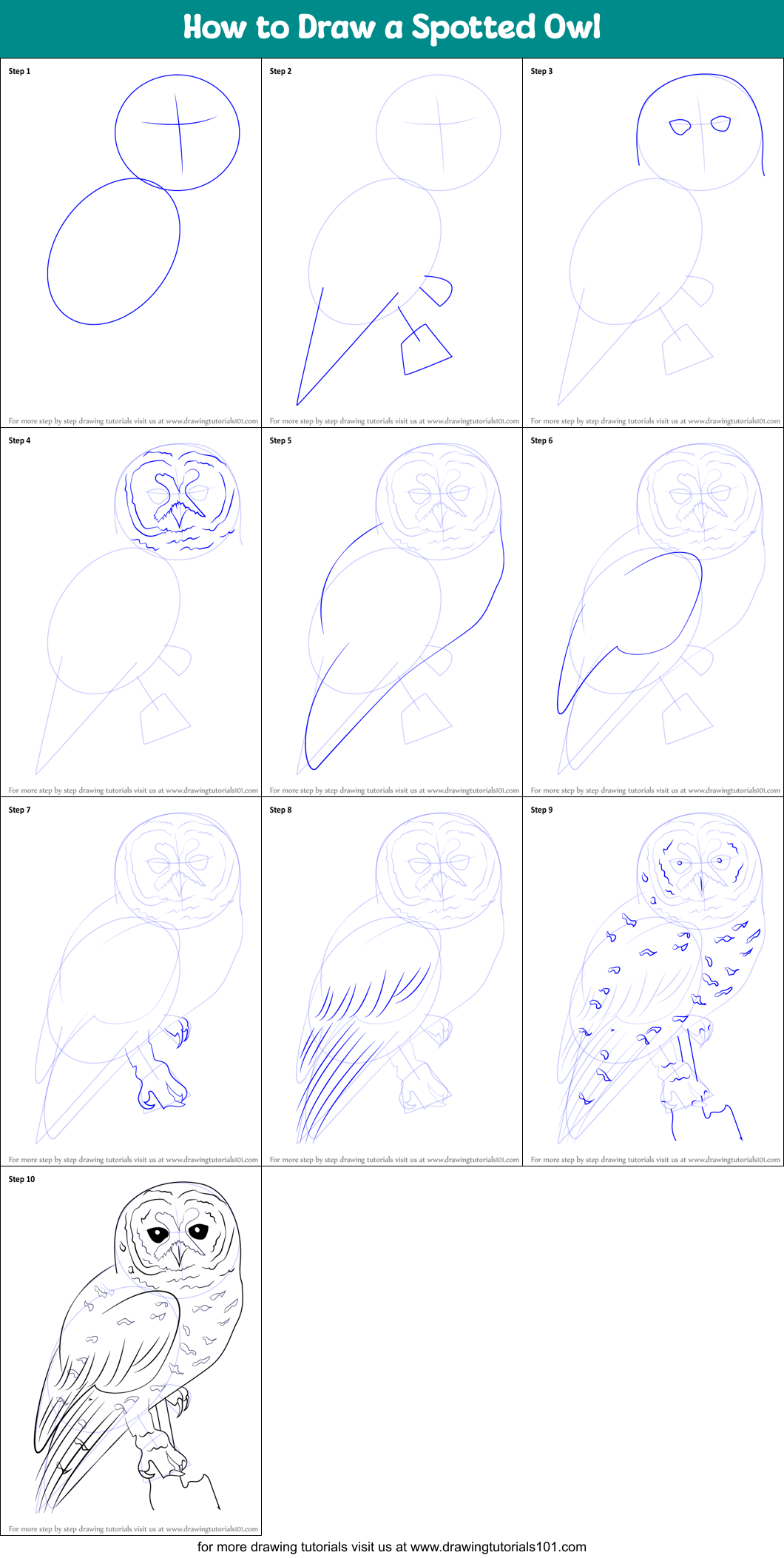 How to Draw a Spotted Owl printable step by step drawing sheet ...