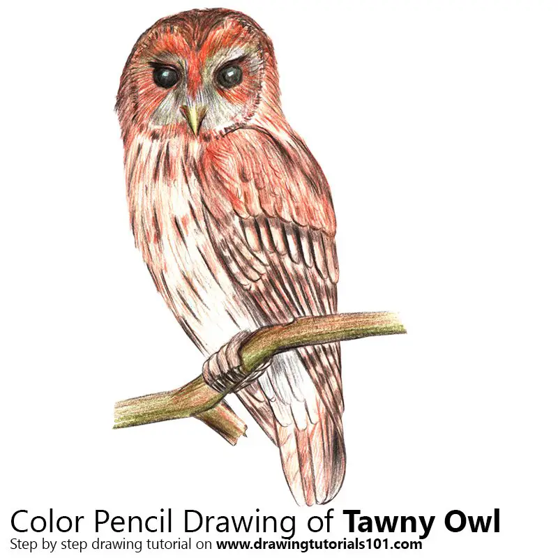 Tawny Owl Color Pencil Drawing